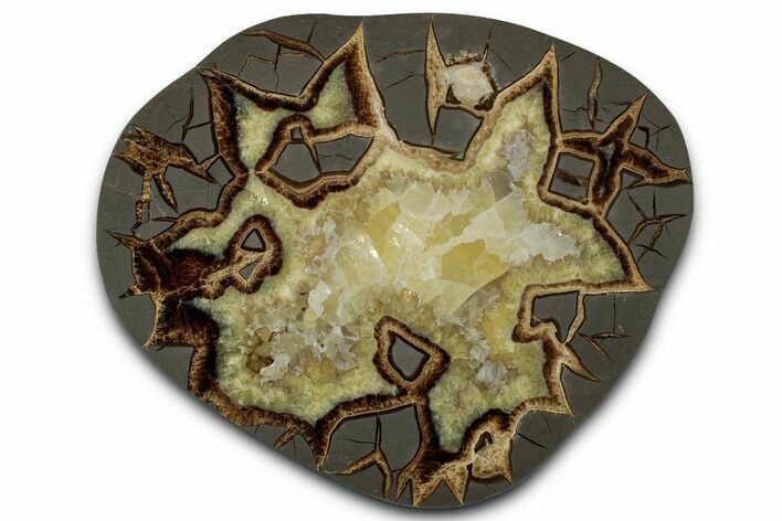 Polished Septarian Slab - Utah #338254
